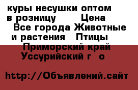 куры несушки.оптом 170 в розницу 200 › Цена ­ 200 - Все города Животные и растения » Птицы   . Приморский край,Уссурийский г. о. 